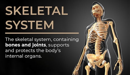 organ systems | skeletal system