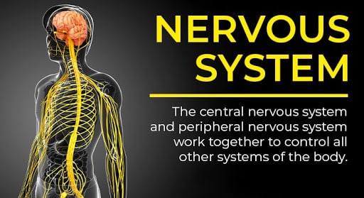 organ systems | nervous system