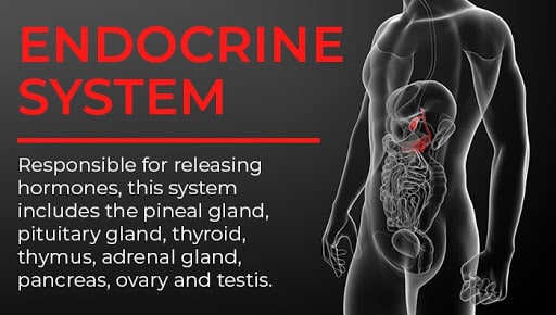 organ systems | endocrine